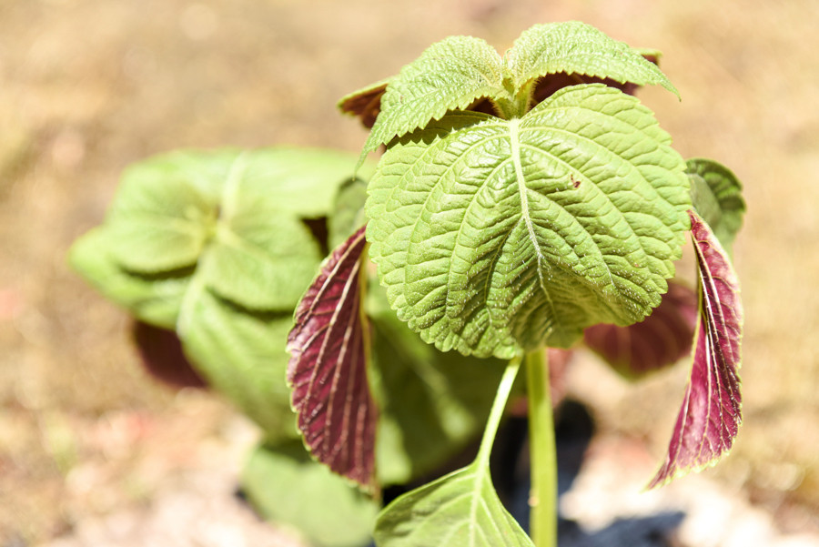 えごはまシソ科の一年草。見た目は青じぞに似ている。