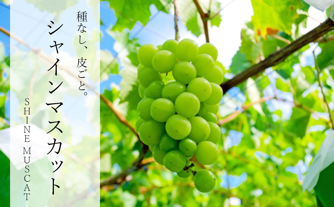 旬な梨をお届けいたします！