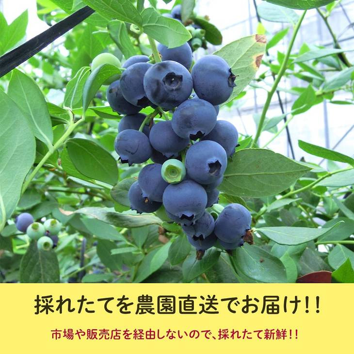【定期便】大粒ブルーベリー