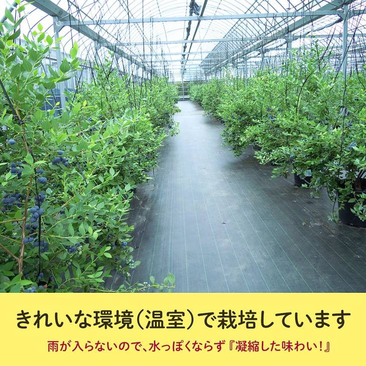 【定期便】大粒ブルーベリー