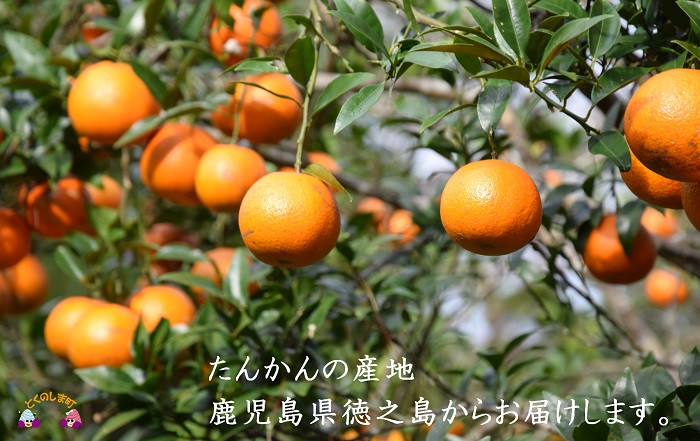 たんかんの産地!鹿児島県徳之島から全国にお届け致します。