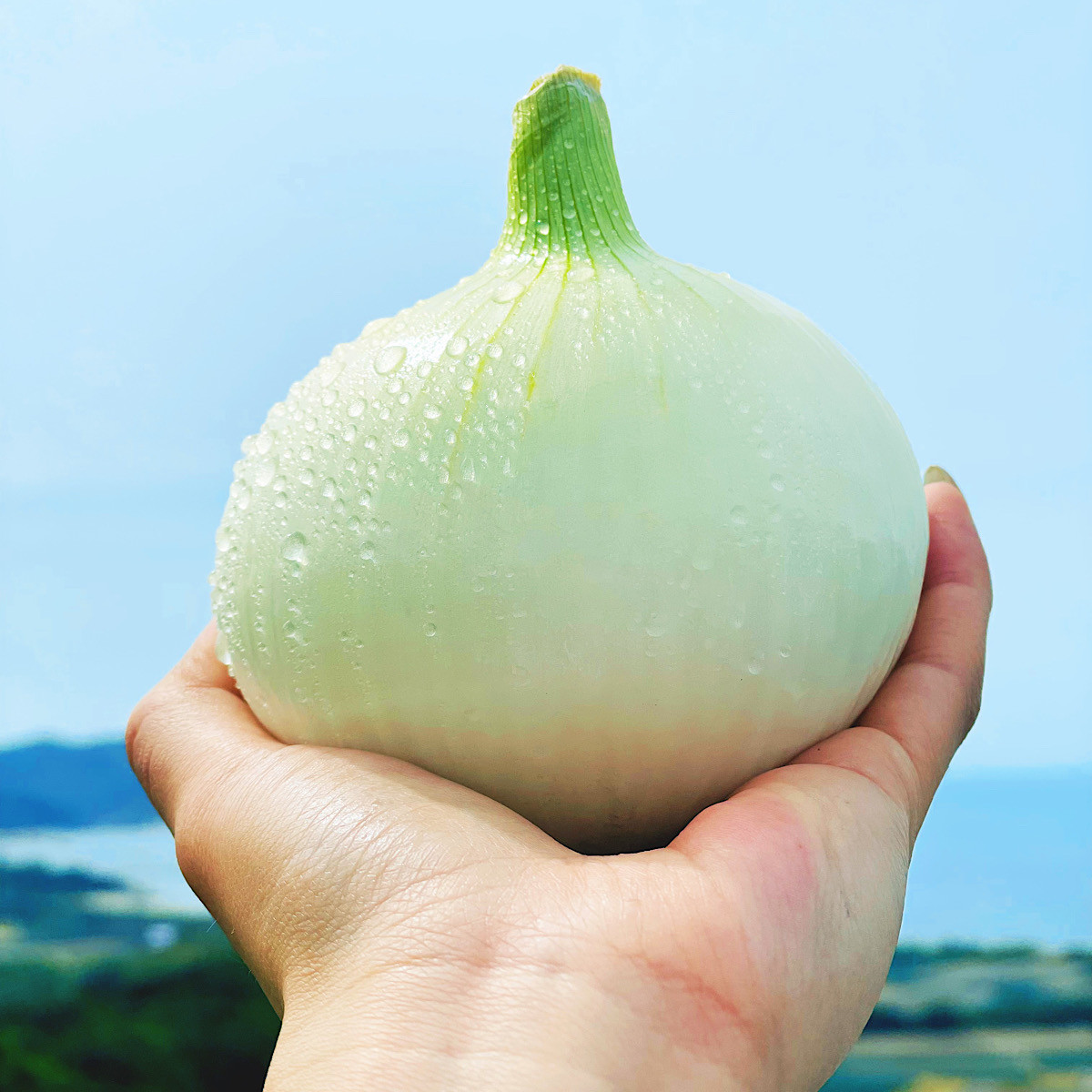 【KR.】お待たせしました！ 淡路島産 新玉ねぎ　10kg