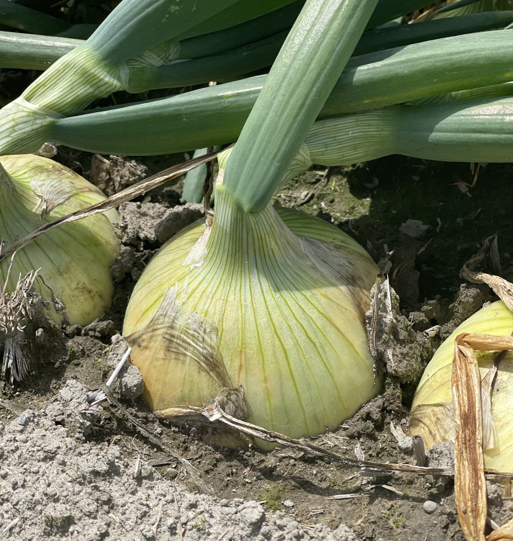 【KR.】 淡路島産 新玉ねぎ　2.5kg