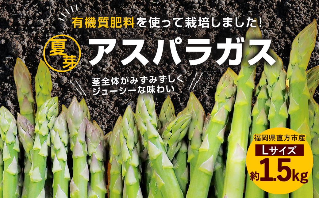 夏芽 アスパラガス 直方産 アスパラ Lサイズ 約1.5kg