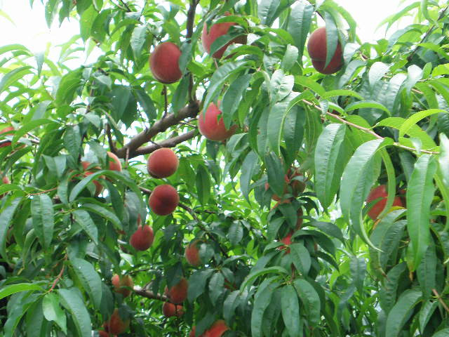 贈答用の品質の桃のみお送りします