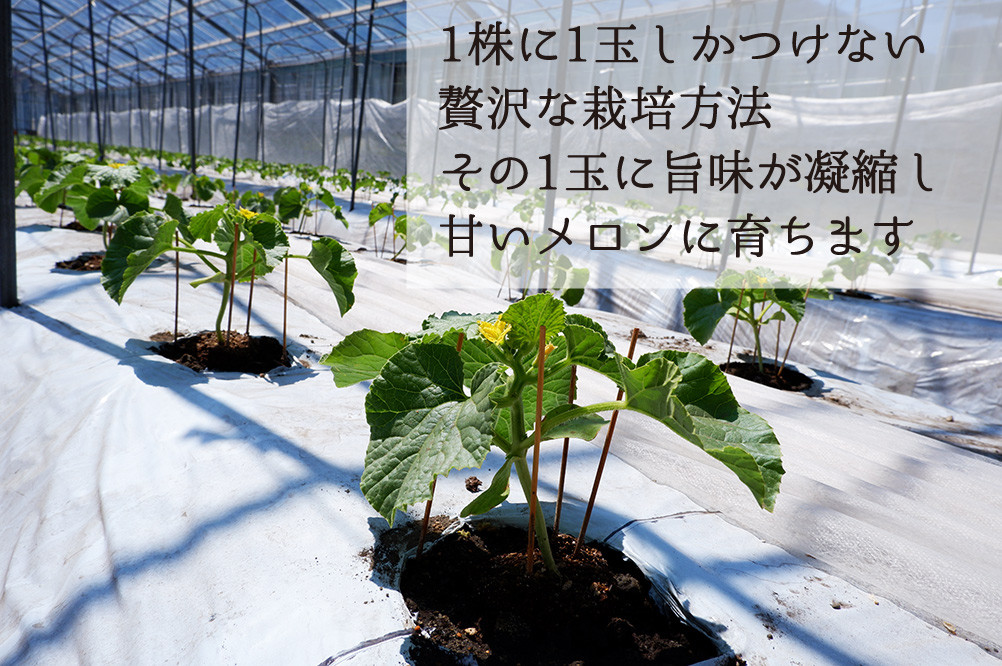 贅沢な栽培方法で、年間400玉前後しか収穫できません