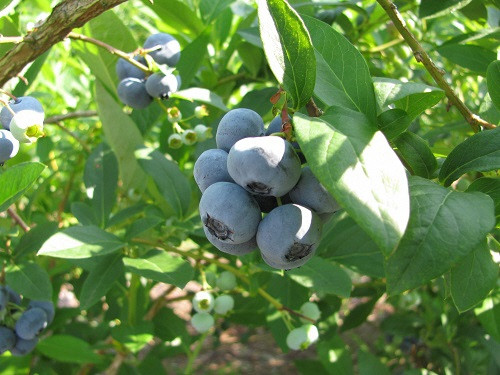 二戸産 冷凍 ブルーベリー 約2kg (無選別) フルーツ 果実