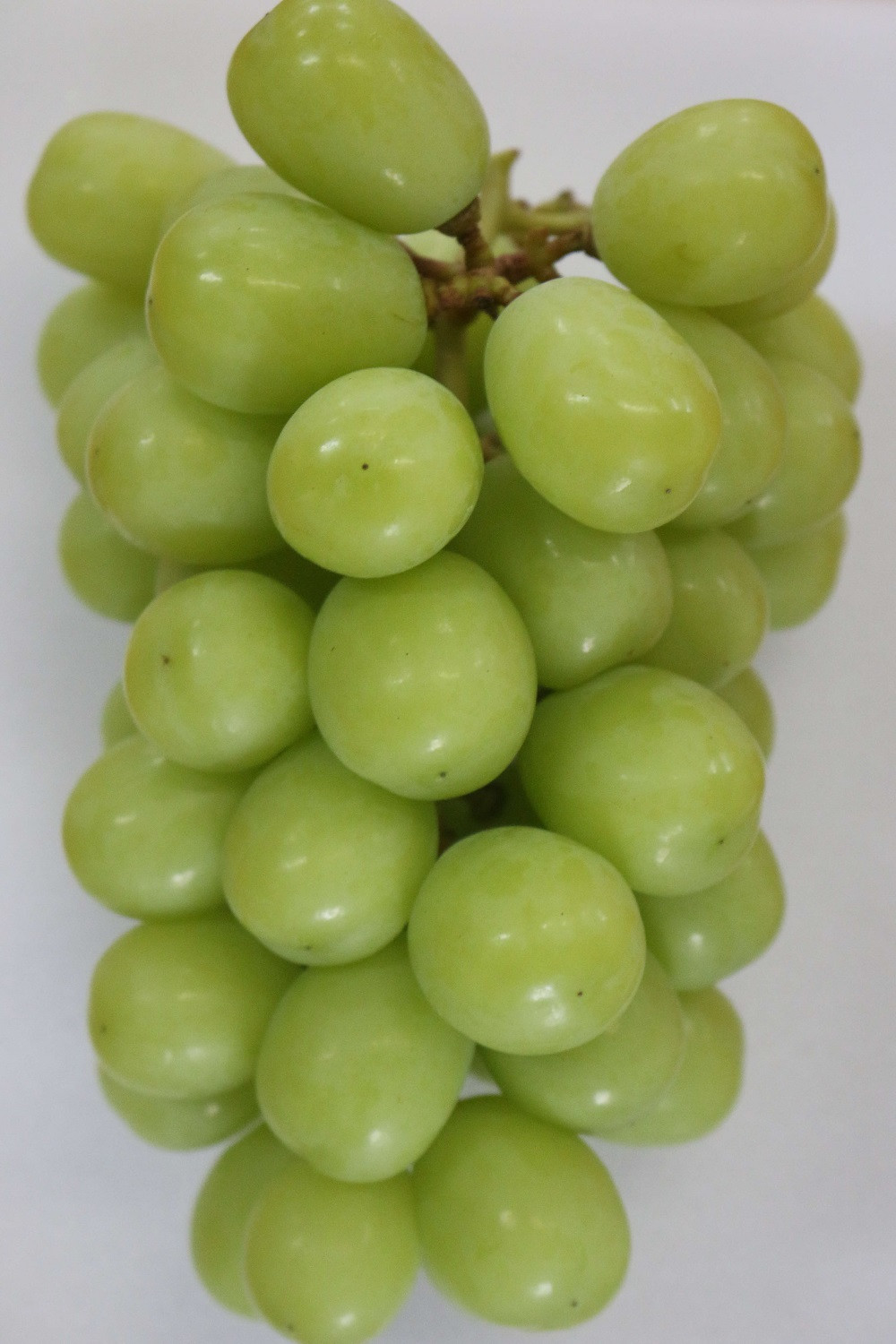 青系品種「シャインマスカット」「瀬戸ジャイアンツ」「雄宝」等