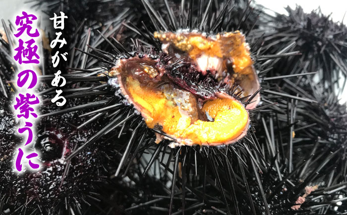 人気   うに ウニ 雲丹  新鮮 海鮮 特産品 贈り物 ギフト   魚介 ごは