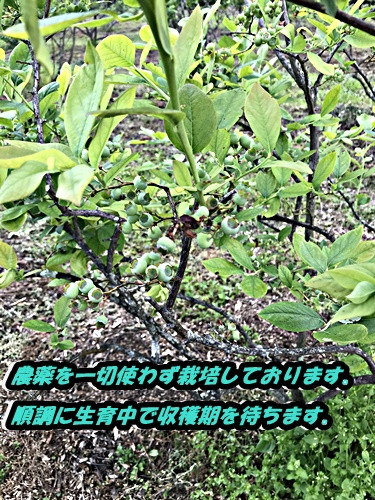 自然本来の恵みがいっぱいに詰まってます