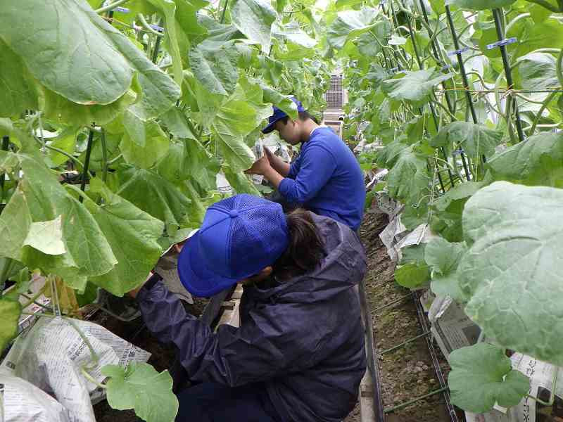 生徒さんは狭いハウスの中でも丁寧に収穫