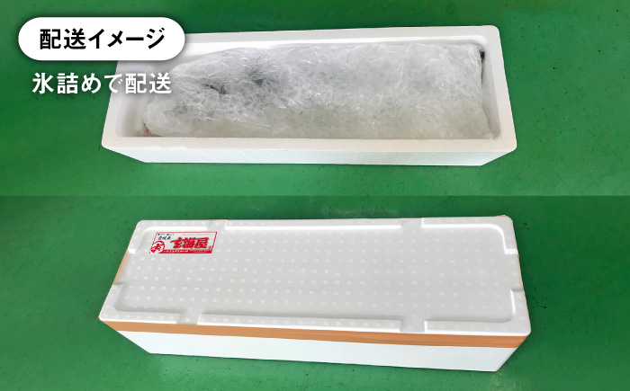 人気  おすすめ オススメ 天然ぶり 天然ブリ 天然鰤 しゃぶしゃぶ ぶりしゃぶ