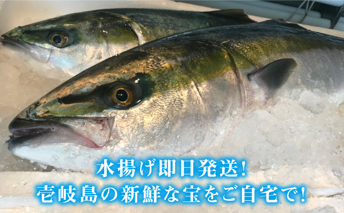 人気  おすすめ オススメ 天然ぶり 天然ブリ 天然鰤 しゃぶしゃぶ ぶりしゃぶ