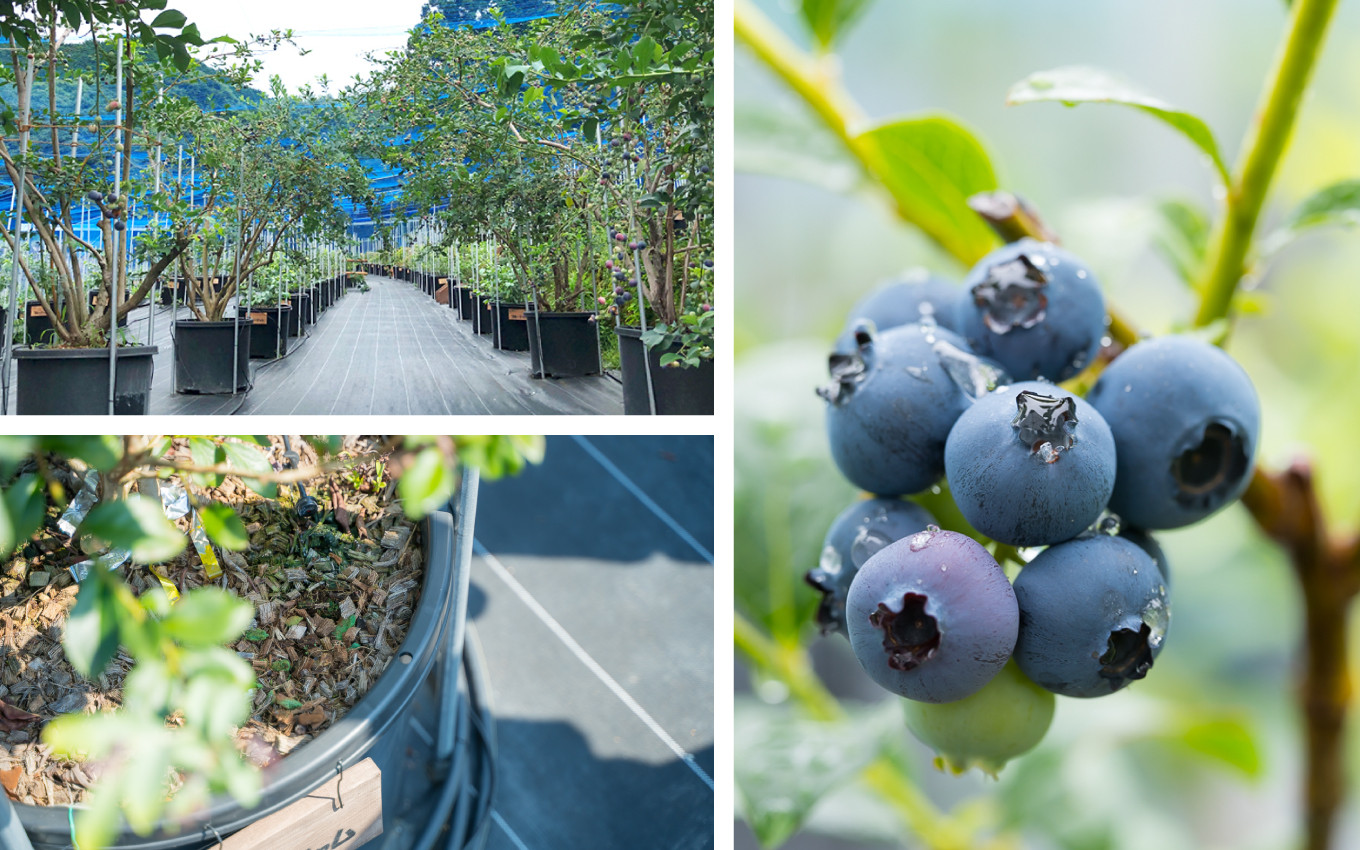 １本１本ポット管理した清潔なブルーベリー農園
ブルーベリー狩り体験も行なっております。