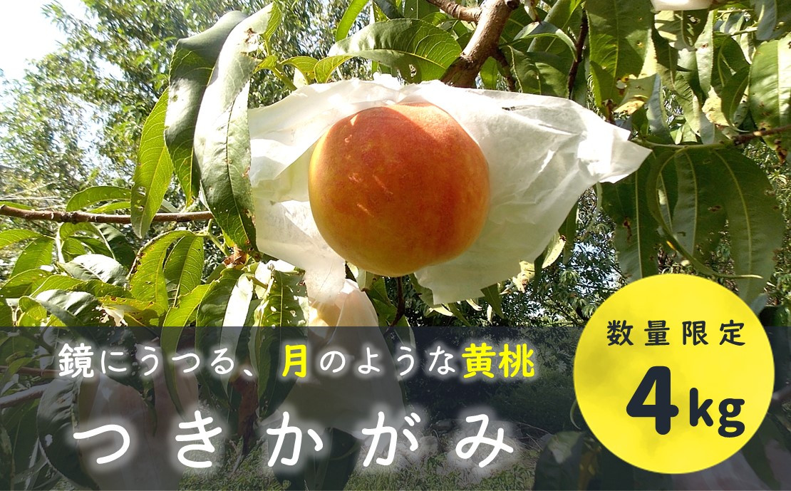 松川町産 贈答用 つきかがみ　4kg以上（12～16玉）