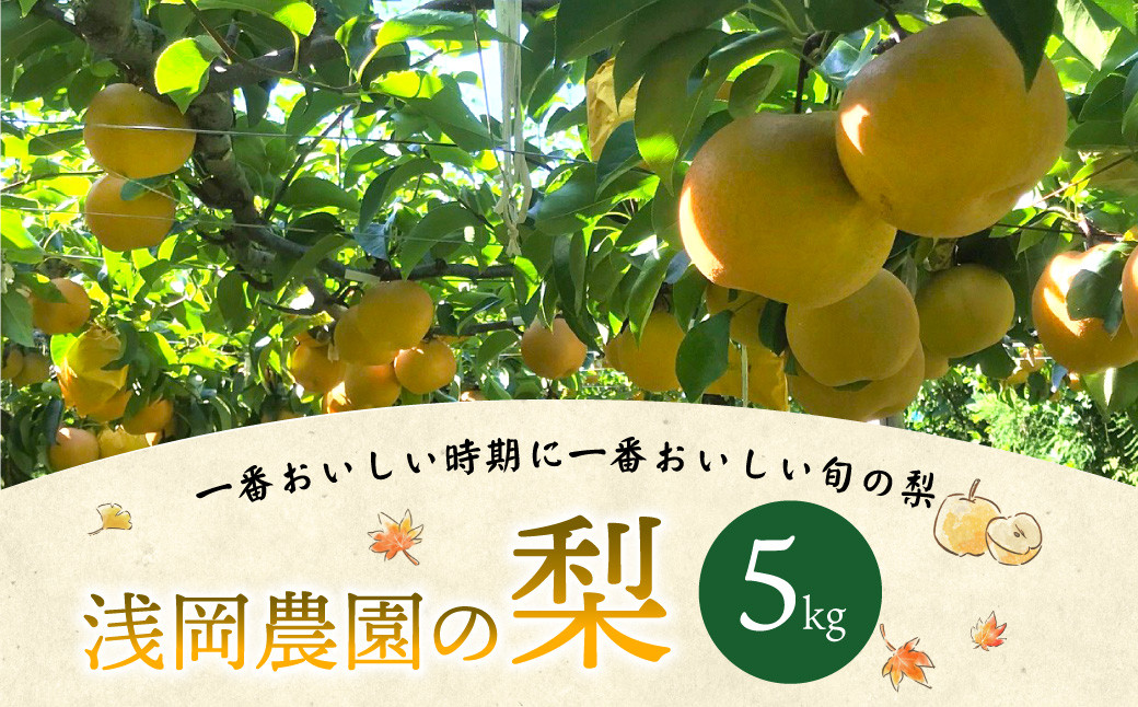 浅岡農園の梨 5kg