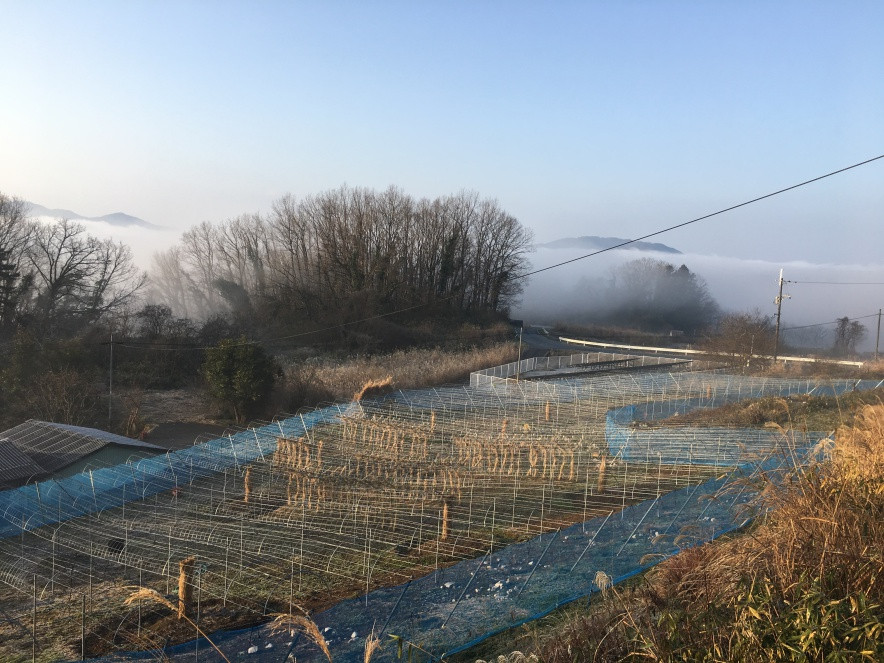 雲海が広がるぶどう園です。