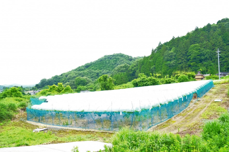 新見の風土が、美味しいブドウを生み出します。