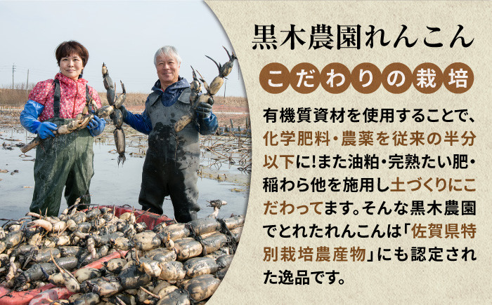 国内外から愛される黒木農園の最高品質のれんこん!