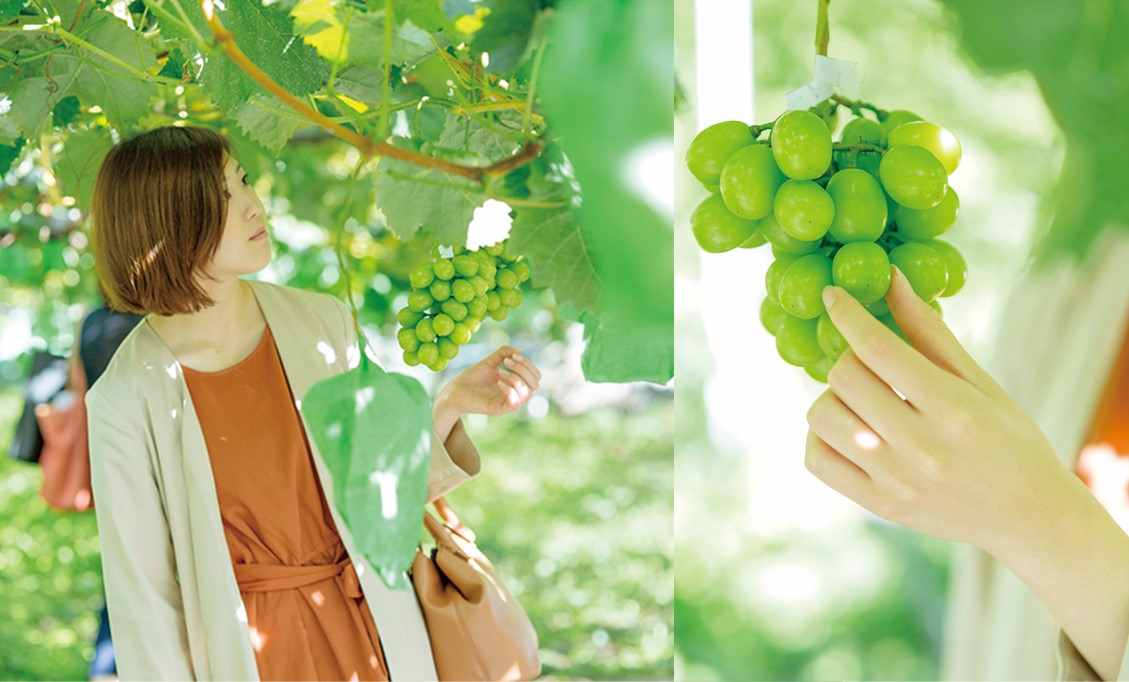 甘くパリッとした歯ごたえで、美しいマスカット色が目にもおいしい!