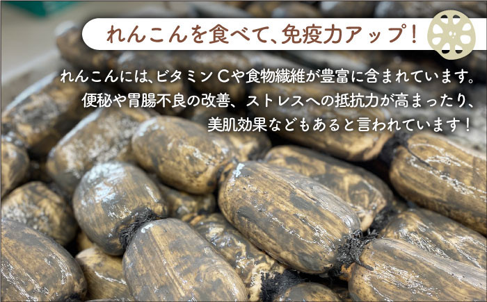 レンコンの名産地「佐賀県白石町福富」からお届け！