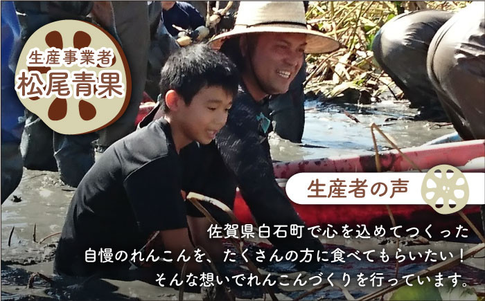 レンコンの名産地「佐賀県白石町福富」からお届け！