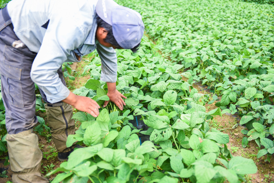 坂本さんが手間暇かけて育てています。