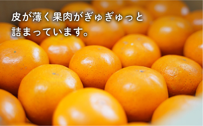 みかん 柑橘 果物 くだもの フルーツ 季節限定 先行予約 数量限定 希少 稀少 温州みかん ミカン 5kg