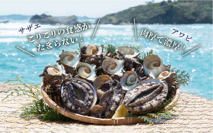 貝 サザエ アワビ  新鮮 海鮮 魚介