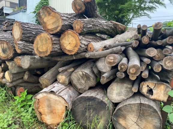 スウェーデントーチの原料となる伐採された樹々