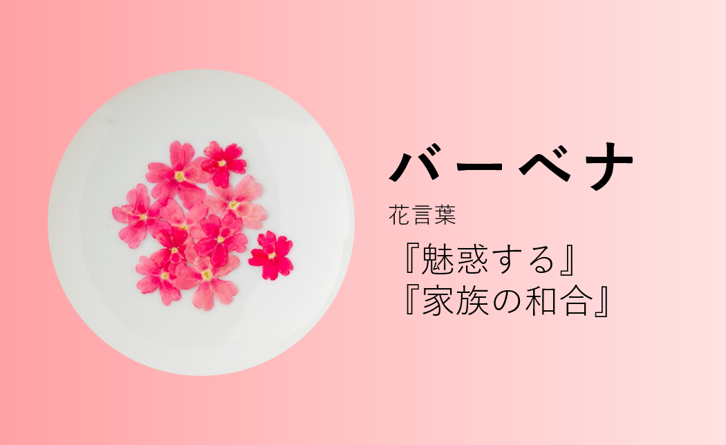 エディブルフラワー　バーベナ