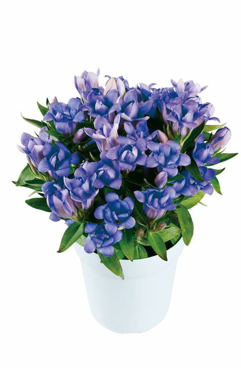 アクア（ライトブルー）