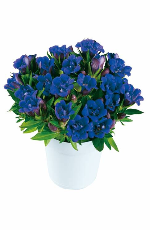 マリン（ダークブルー）