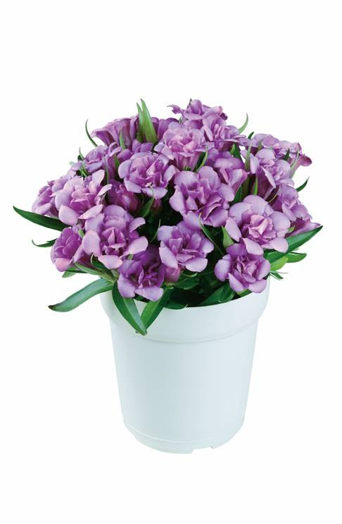 ロゼ（ピンク）