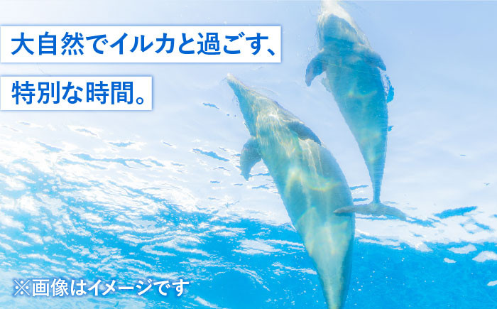 体験 いるか イルカ トレーナー ふれあい 海 マリンスポーツ チケット