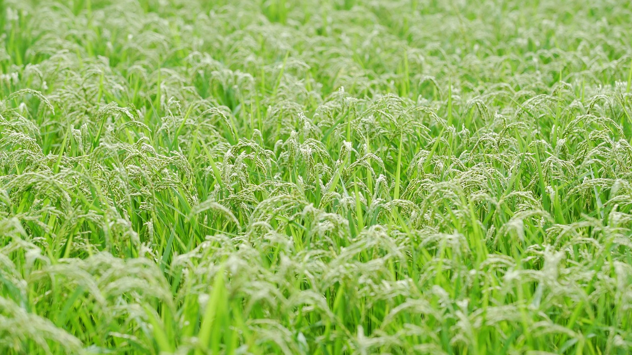 兵庫県西脇市黒田庄町（くろだしょうちょう）は酒米山田錦の育成条件が揃う数少ない地です。この地で米を育てています。
