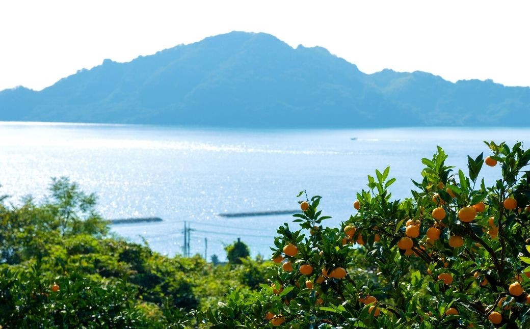 海が見える広々とした岩﨑さんの農園には、温州みかん、露地レモン、ハウスレモン、ブルーベリーなどの樹々がいっぱい。