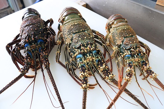 奄美では8/20よりイセエビ漁が解禁になります