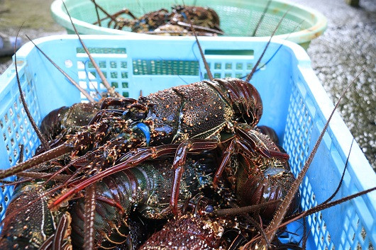 奄美大島のイセエビ漁は8/20から解禁です