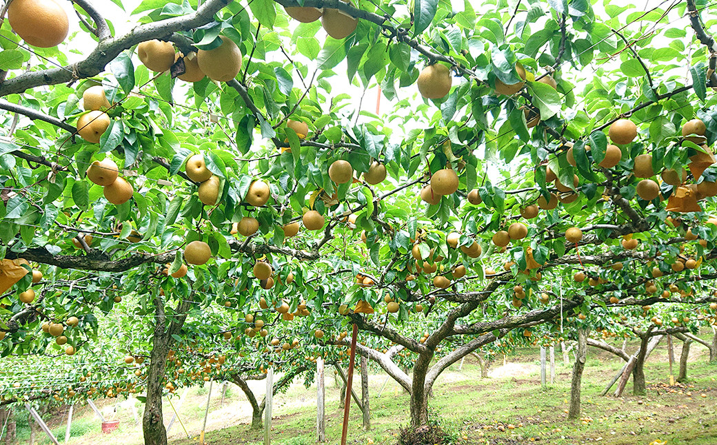 九重町産 梨 約5kg 豊水 新高 1種 果物 フルーツ
