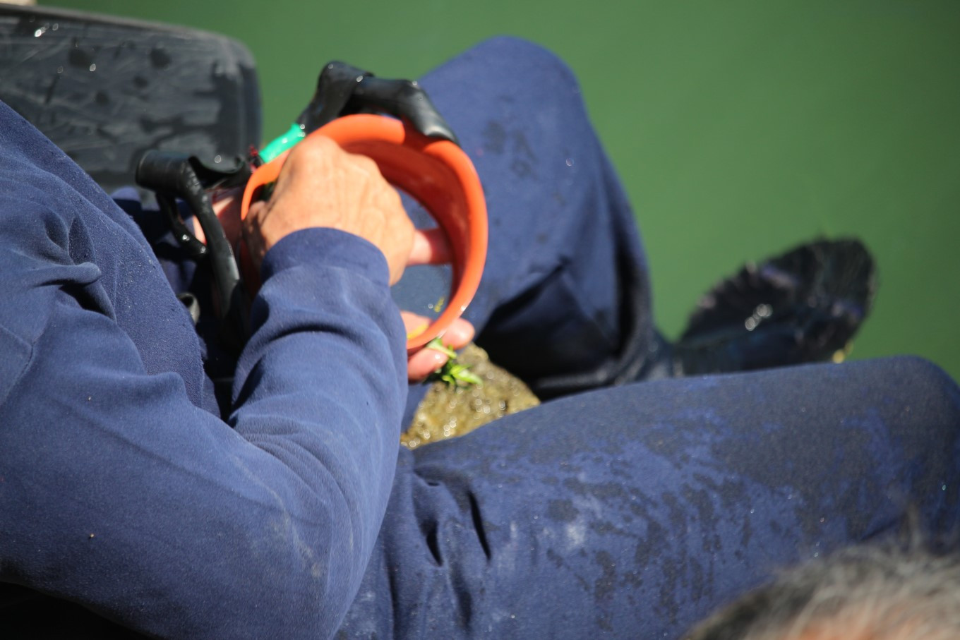 御宿のアワビは、海士さんが素潜りで獲りに行きます