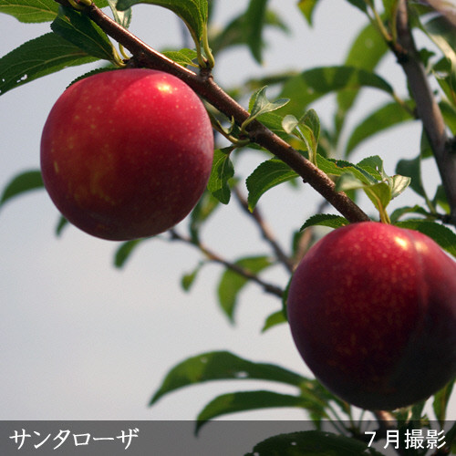 <すだ農園>2年生苗◇スモモ(李 プラム)サンタローザ