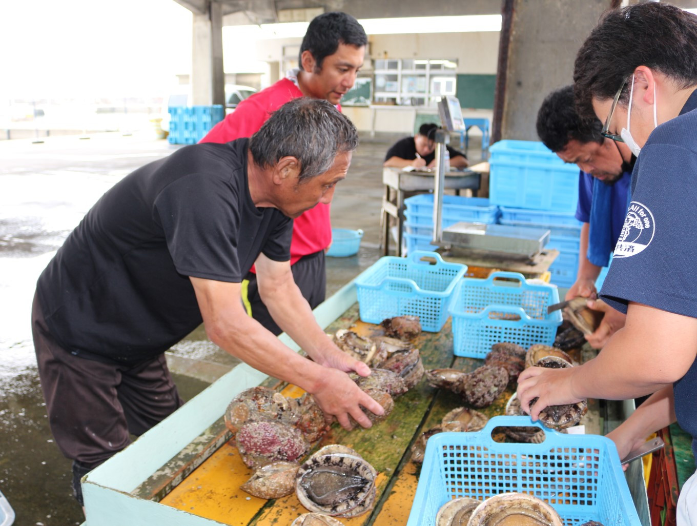 御宿のアワビは、海士さんが素潜りで獲りに行きます