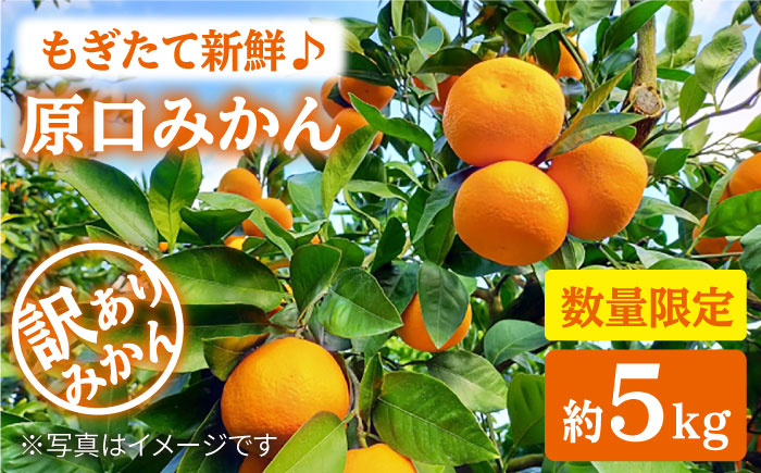 訳あり 原口みかん 約5kg