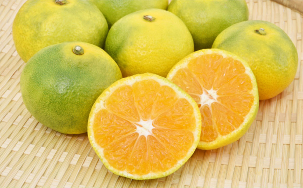 「先行予約」 熊本市産 極早生 みかん 約11kg（L～2Sサイズ） ※2021年11月上旬より順次発送予定