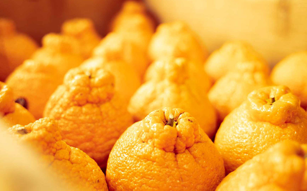 熊本市産 越冬蔵出し不知火(規格外品) 約8kg(4L-Ｍサイズ) 