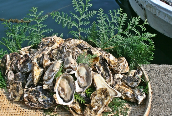 リアス式海岸の伊万里湾から、滋味豊かな牡蠣を4kgお届けします。