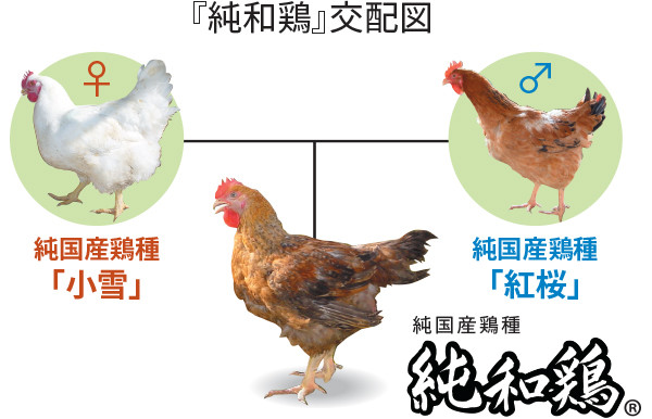 純和鶏は「小雪」と「紅桜」を交配して生まれた純国産の鶏種です