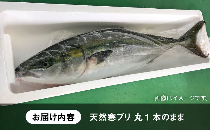 人気  おすすめ オススメ 天然ぶり 天然ブリ 天然鰤 しゃぶしゃぶ ぶりしゃぶ