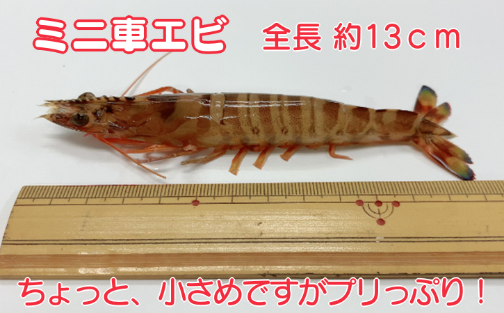 こちらのミニ車えびは、体長が約13ｃｍ程と小さめです。　でも、身は鮮度抜群のプリっぷりで、びっくりできると思います！